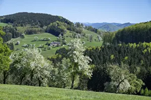 Deciduous Fruit Trees Drucke: Blooming pear trees, fruit trees