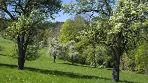Springtime Fruit Blossoms Drucke: Blooming pear trees, fruit trees