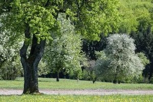 Deciduous Tree Blossom Drucke: Blooming pear trees, fruit trees