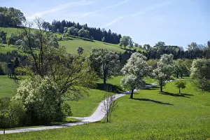 Fruit Growing In Europe Drucke: Blooming pear trees, fruit trees