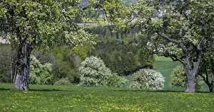 Deciduous Tree Blossom Drucke: Blooming pear trees, fruit trees
