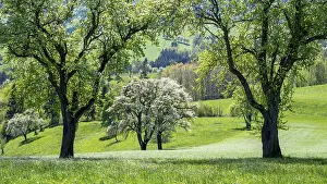 Deciduous Tree Cultivation Drucke: Blooming pear trees, fruit trees