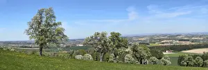 Agricultural Crop Plantation Drucke: Blooming pear trees, fruit trees