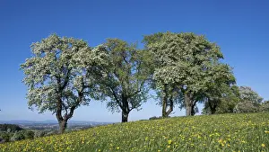 Pear Tree Blossom Drucke: Blooming pear trees, fruit trees