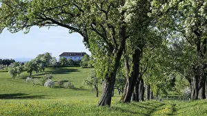Fruit Growing In Europe Drucke: Blooming pear trees, fruit trees