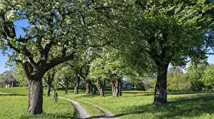 Agricultural Crop Plantation Drucke: Blooming pear trees, fruit trees