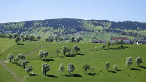 European Fruit Cultivation Drucke: Blooming pear trees, fruit trees