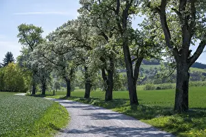 Agricultural Crop Plantation Drucke: Blooming pear trees, fruit trees