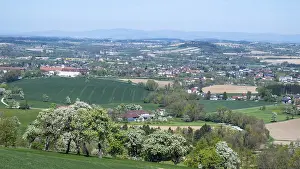 Agricultural Crop Plantation Drucke: Blooming pear trees, fruit trees