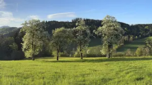 Agricultural Crop Plantation Drucke: Blooming pear trees, fruit trees