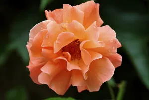 Open Air Blooms Drucke: Blooming roses