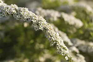 Pastel Colored Blossoms Drucke: Blooming spiraea trees in spring park