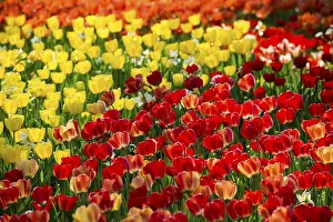 Spring Blooms Germany Drucke: Blooming tulip meadows in spring