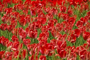 Spring Blooming Tulips Drucke: Blooming tulip meadows in spring