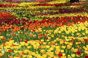 Tulip Meadows In Spring Drucke: Blooming tulip meadows in spring