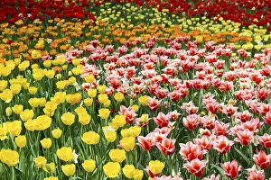 Spring Blooming Tulips Drucke: Blooming tulip meadows in spring