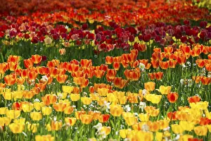 Tulip Meadows In Spring Drucke: Blooming tulip meadows in spring