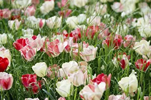 Mainau Island Lake Constance Germany Drucke: Blooming tulip meadows in spring