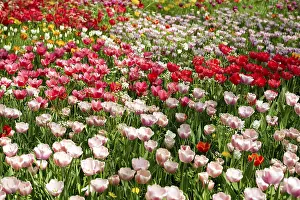 Mainau Island Lake Constance Germany Drucke: Blooming tulip meadows in spring