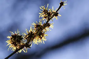 Witch Hazel Drucke: Blooming witch hazel (Hamamelis intermedia)