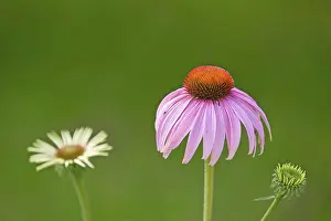 Medicinal Herb Drucke: Blooms of a conflower