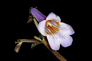Horizontal Plant Formats Drucke: Blossom