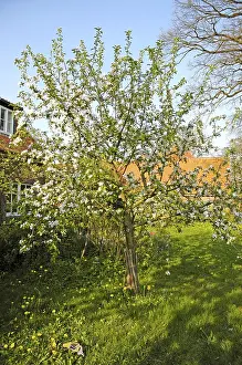 Apple Blossom Tree Drucke: Blossom apple tree