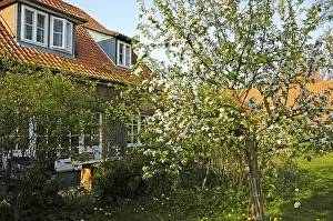 Apple Blossom Tree Drucke: Blossom apple tree