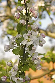 Macro Blossom Photography Drucke: Blossom apple tree