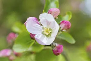 Central European Orchard Trees Drucke: Blossom apple tree, Germany