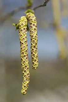 Close View Of Blossoms Drucke: Blossom of birch