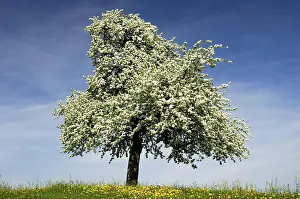 Blossoming Fruit Trees Drucke: Blossoming apple tree