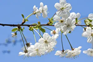 Deserted Orchard Drucke: Blossoming branch