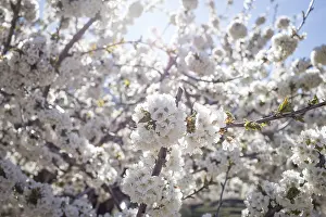 Blossoming Cherry Tree Drucke: Blossoming cherry tree, cherry blossom