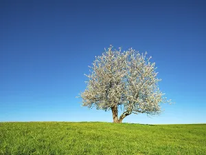 Cherry Tree In Bloom Drucke: Blossoming cherry tree on green meadow in spring