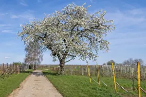Rhineland Palatinate Landscape Drucke: A blossoming cherry tree in spring on a path next to vineyards and blue sky