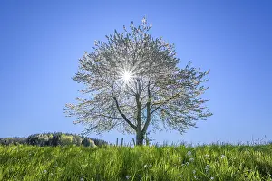 Uninhabited European Landscape Drucke: Blossoming cherry tree with sun in spring