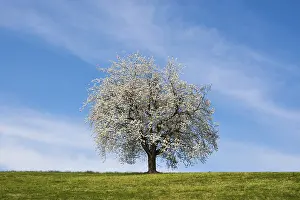 Lake Lucerne Switzerland Drucke: Blossoming cherry tree, Weggis