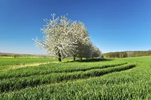 Blossoming Cherry Trees Drucke: Blossoming cherry trees amid green fields in spring