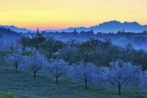 Fruit Tree Inflorescence Drucke: Blossoming cherry trees at dawn