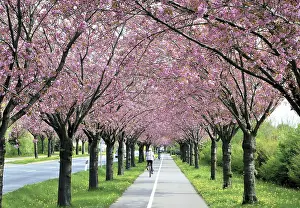 Deciduous Tree Bloom Drucke: Blossoming cherry trees along a road in spring