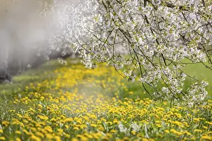 Blossoming Cherry Trees Drucke: Blossoming cherry trees in spring