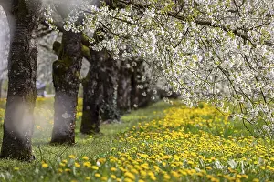 Fruit Tree Blossoming Season Drucke: Blossoming cherry trees in spring