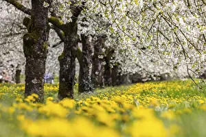 Fruit Tree Flowering Season Drucke: Blossoming cherry trees in spring