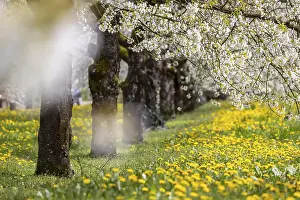 Fruit Tree Blossoms Europe Drucke: Blossoming cherry trees in spring