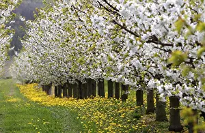 Springtime Nature Photography Europe Drucke: Blossoming cherry trees, Thuringia