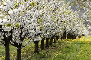 Deciduous Tree Europe Drucke: Blossoming cherry trees, Thuringia