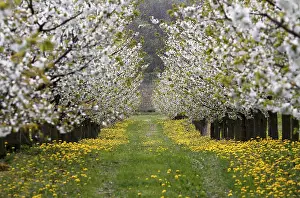 Cherry Blossom Season Drucke: Blossoming cherry trees, Thuringia