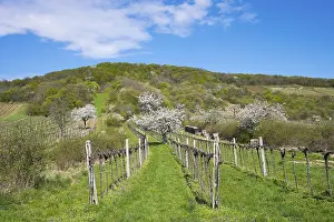Fruit Tree Inflorescence Drucke: Blossoming cherry trees in vineyard
