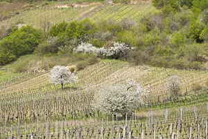 Fruit Tree Inflorescence Drucke: Blossoming cherry trees in vineyard